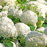 Live Japanese Snowball Viburnum Shrub, 8-10 Inch Hardy Garden Plant In Pot