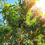 Live Sapodilla Fruit Tree, 6-10 Inches Tall, Well Rooted, Half Gallon Pot