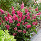 2 Raspberry Buddleia Shrubs, 4-7'' Tall Perennial Butterfly Bush Plants