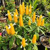 2 Live Plants, Yellow Shrimp Flowering Garden Shrubs, 4-7 Inches Tall Each