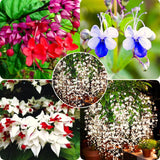4 Mixed Clerodendrum Bleeding Heart Live Plants, 5-10 Inch Flower Vines