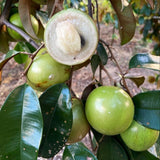 Live Star Apple Caimito Fruit Tree, 6-10 Inches Tall, Half Gallon Potted