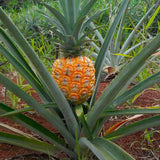 2 Live Pineapple Trees, 5-8 Inch Tropical Fruit Plants For Outdoor Gardens