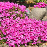 2 Live Creeping Phlox, 4-8 Inch Perennial Plants For Garden Ground Cover