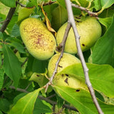 2 Live Pawpaw Fruit Trees, Bare Root Plants, Dormant, 6-12 Inches Tall