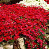 2 Red Live Creeping Phlox, Perennial Ground Cover Plants, 4-8 Inches Tall