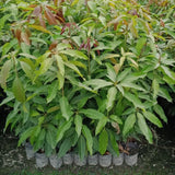 Live Mango Fruit Tree In Gallon Pot, Outdoor Garden Plant For Full Sun