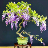 Live Purple Wisteria Vine For Containers, 6-12 Inches Tall, 2.5 Inch Pot