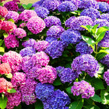 Live Hydrangea Bush Plant, Purple To Blue Perennial Shrub, 5-11 Inches Tall