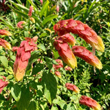 2 Live Red Shrimp Plants, Layered Flower Bracts, 4-7 Inches Tall For Pots