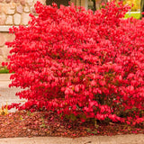 5 Live Dwarf Burning Bush Plants, 6-12 Inch Hardy Outdoor Ornamental Shrubs