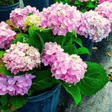 Live Blue Hydrangea Shrub, 5-10 Inch Flowering Plant For Outdoor Gardens