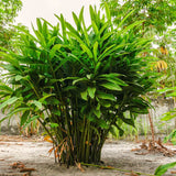 Live Galangal Ginger Flower Plant, 4-7 Inch Tall Starter For Garden Beds