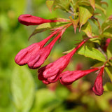 Quart Pot Red Weigela Live Flowering Shrub For Landscape Garden Planting