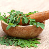 Live Moringa Oleifera Tree In 4 Inch Pot, Well Rooted Perennial Herb Plant