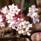 Pink Viburnum Flowering Shrub, 6-10 Inch Live Plant For Outdoor Gardens