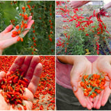 4 Live Goji Berry Plants, 3-6 Inches Tall, Four-Month Outdoor Starters