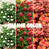 Live Ruby Slipper Hydrangea, 5-11 Inch Starter Shrub With Seasonal Blooms