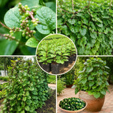 Half Gallon Potted Malabar Spinach Live Plant, 6-12 Inches Tall For Gardens