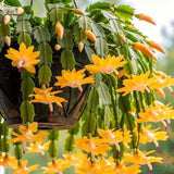 2 Yellow Christmas Cactus Live Plants, 4-8 Inch Holiday Houseplant Decor