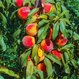 Live Peach Fruit Tree Plant, 12-16 Inches Tall, Sweet, Cold Hardy Garden