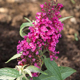 Dark Pink Butterfly Bush Live Plant, 4 To 6 Inch Starter Shrub For Garden