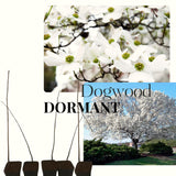 Live White Kousa Dogwood Plant, 1 Ft Tall Ornamental Tree For Outdoors