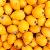 Live Loquat Fruit Tree Plant, 5-9 Inches Tall, Cold-Hardy Garden Potted
