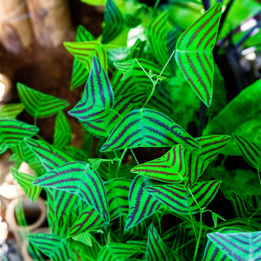 2 Christia Obcordata Live Plants, Butterfly Foliage Starters, 5-9 In Tall