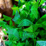 2 Christia Obcordata Live Plants, Butterfly Foliage Starters, 5-9 In Tall