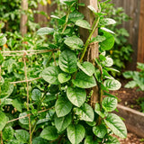 Live Malabar Spinach Plant, Half Gallon Pot, 6-10 Inches Tall For Gardens