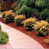 Live Dwarf Nandina, 6-9 Inches Tall In A 2.5-Inch Pot, Landscape Shrub