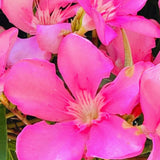 2 Pink Oleander Live Plants, 4-7 Inches Tall, Growing Into Bushy Shrubs