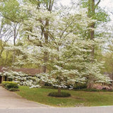 Outdoor Live White Dogwood Tree, 1 Ft Tall, Ornamental Plant, 4 Inch Pot