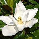Live Sweetbay Magnolia Plant, 6-12 Inch Tall, Fragrant Flowering Shrub