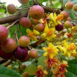Live Sherbet Berry Fruit Tree For Planting, Well-Rooted, 4-8 Inches Tall