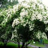 Live White Kousa Dogwood Plant, 1 Ft Tall Ornamental Tree For Outdoors