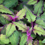 2 Indoor Purple Passion Houseplants, Live Velvet Plants, 4-9 Inches Tall