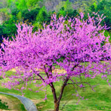 2 Live Redbud Trees, 6-12 Inch Dormant Bare Root Flowering Landscape Plants