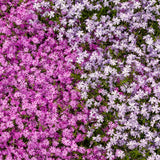 2 Live Mixed Creeping Phlox Starter Plants, 2-5 Inch Flowering Ground Cover