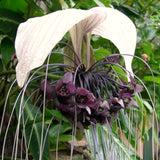 Live White Tacca Houseplant In 4 Inch Pot, Rare Indoor Flowering Plant