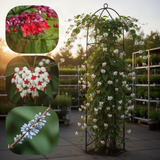 3 Mixed Clerodendrum Live Vines, Indoor Outdoor Plants, 5-10 Inches Tall