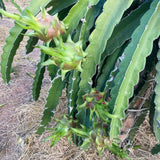 Live Red Dragon Fruit Plant In 4-Inch Pot, For Outdoor Garden Containers