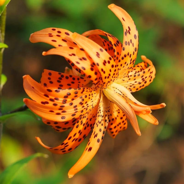 5 Orange Tiger Lily Flower Bulbs, Turks Cap Roots Ready For Garden Planting