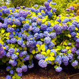 Live Hydrangea Shrub, Random Flower Color, 5-10 Inch Landscape Garden Plant