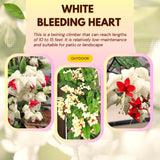 2 Live Clerodendrum Vines, White Bleeding Heart Plants, 4-6 Inches Tall