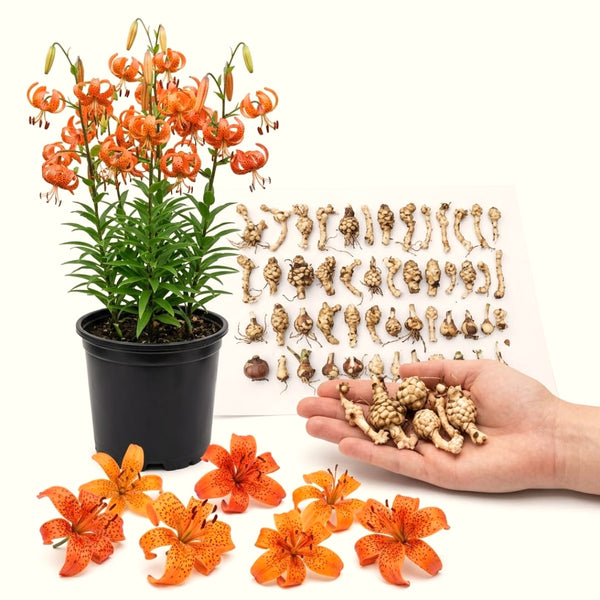 5 Turks Cap Lily Bulbs, Orange Tiger Lily-Like Flowers For Fall Planting