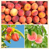 Live Peach Fruit Tree In 1 Gallon Pot, 20-26 Inches Tall For Home Gardens