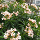 2 Live Salmon Oleander Plants, 5-7 Inch Flower Bushes For Landscaping Use