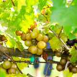 3 Live Bronze Muscadine Grape Vines, 4-6 Inch Plants For Outdoor Gardens